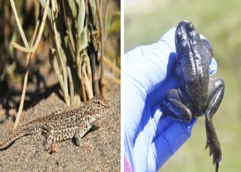 Trabajan para conservar la Ranita  del Pehuenche y la Lagartija de El Nihuil
