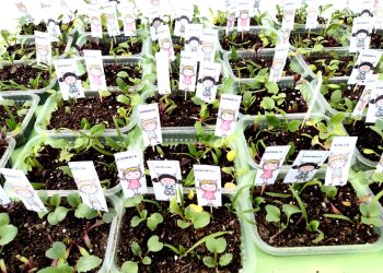 El Jardín «Luna de Caramelo» lleva adelante exitosamente un proyecto de huerta escolar