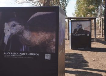La muestra fotográfica de cóndores de la sanrafaelina Vicky Tetrop presente en General Alvear