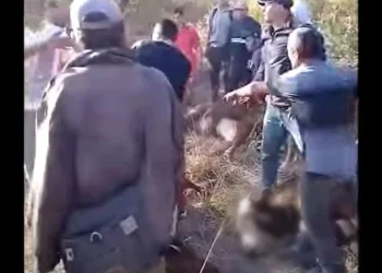 Video: volcó un camión con vacas, los vecinos las faenaron en la ruta y se pelearon por llevarse la carne