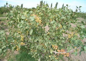 San Rafael se posiciona como uno de los productores  de pistacho de Mendoza