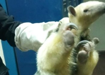 Encontraron un oso melero en un colegio de Córdoba