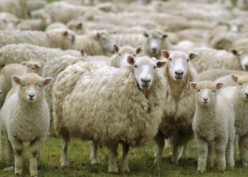 Advierten que hay más de 600 campos sin actividad por la crisis ovina: “Se trata de sobrevivir, ya no de tener algo de rentabilidad”
