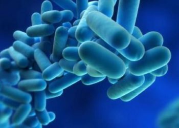 Qué es la Legionella, cómo se transmite y por qué puede causar enfermedad mortal