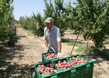 Desde la Sociedad Rural apuntan a que haya un dólar diferenciado para las economías regionales