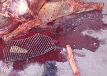 Dos personas aprehendidas tras encontrar  un caballo faenado en barrio El Sosneado