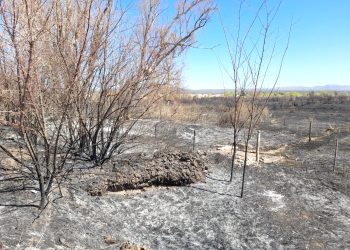 En dos meses hubo 120 incendios  forestales en General Alvear