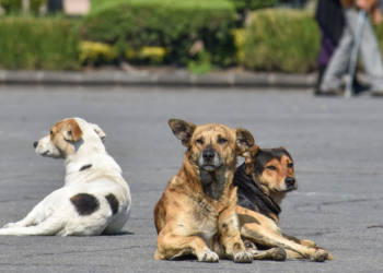 Qué se sabe del mutilador de perros que le arranca las uñas a los animales en San Martín