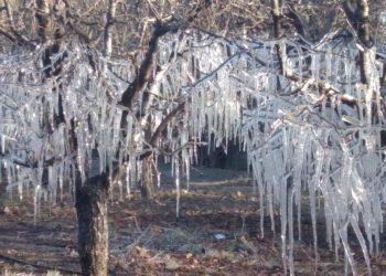 Informan sobre el riego  subarbóreo para mitigar heladas tardías