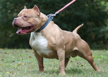 Tragedia en Corrientes: un pitbull entrenado para la caza atacó y mató a una nena de 10 años