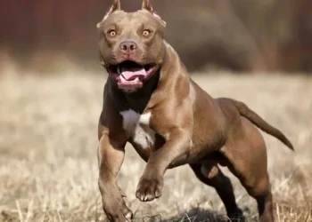 Santiago del Estero: Un chico de 13 años quedó al borde la muerte tras entrar a robar y ser atacado por perros pitbull