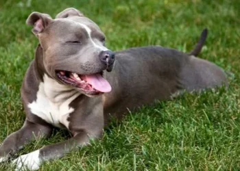 Una familia de perros pitbulls atemoriza a una comunidad en Las Heras