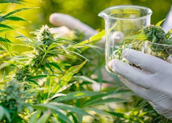 Ya se sabe cuál es la primera empresa interesada en instalar un laboratorio de cannabis en Mendoza