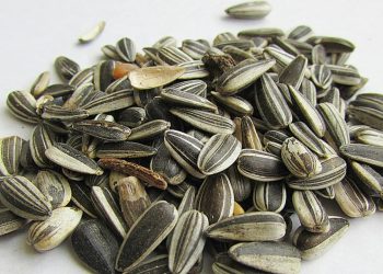 Otra hecho trágico en Argentina:  tenía 22 años, comía semillas de girasol y murió atragantado