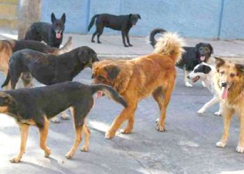 Una legisladora busca que los  presos mendocinos cuiden y adiestren a perros callejeros