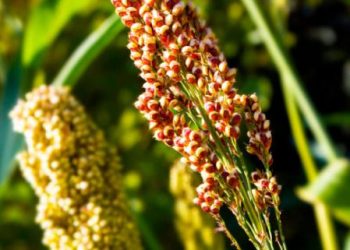 Una decena de productores se mostraron interesados en el cultivo de quinoa
