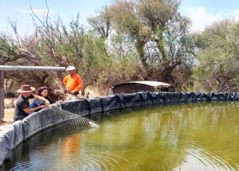 Sigue la campaña  de colocación de rampas de rescate en tanques australianos