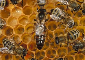 Dos sanrafaelinos rescatan enjambres  para “salvar a las abejas”