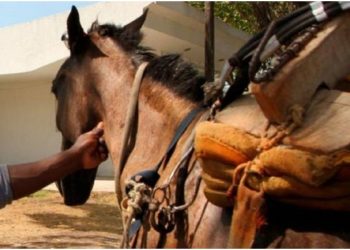 «Vos no tenés ni corazón, me comiste el caballo»: denuncia y tristeza de un chico de 12 años