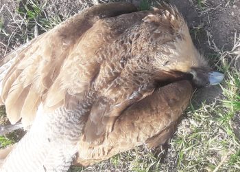 Alerta en la comunidad de Rama Caída por más de diez animales  muertos y algunos intoxicados con veneno