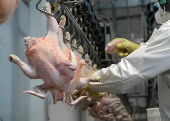 Carrera inflacionaria: en los últimos doce meses los precios de la carne de pollo y de cerdo aumentaron mucho más que los cortes vacunos