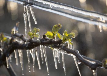 Hasta el 14 está habilitada la toma  de denuncias de daños en cultivos por las heladas de septiembre