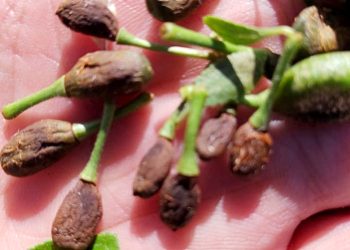 La helada del sábado volvió a causar estragos en tierras cultivadas