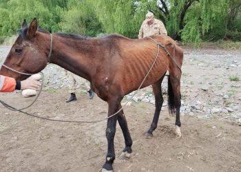 Durazno, el caballo pura sangre que está al borde de la muerte tras sufrir maltrato animal