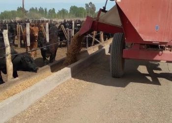 El INTA lleva a cabo una experiencia con una nueva categoría bovina en el sur provincial