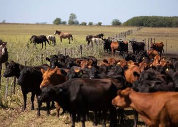 El peso promedio de las vacas para carne es el más alto de los últimos 100 años