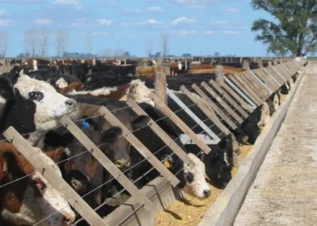 Estiman que entre el 70% y el 75% del rodeo vacuno está afectado por la sequía que afecta al país
