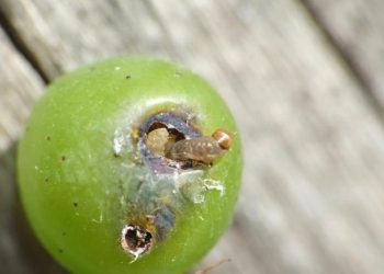 Lanzaron la primera alerta para el control de polilla de la vid
