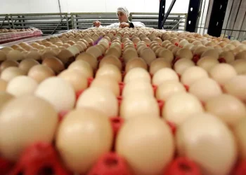 Los productores de huevos aseguran que pierden contra la inflación y critican la política crediticia oficial