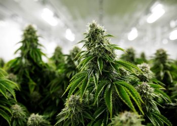 Nación aprobó el proyecto de Mendoza para investigar sobre el cultivo de Cannabis