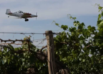 Polilla de la vid: El Iscamen inicia los tratamientos aéreos en los oasis Norte y Este