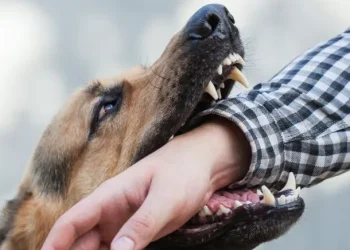 Santa Fe: lo mordió un perro, se fue a quejar y mató al dueño