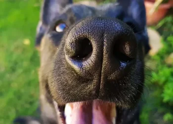 Un estudio descubrió que los perros pueden olfatear la ansiedad y el estrés