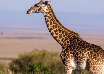 Una jirafa pisó y mató a una beba que se encontraba con su mamá en una excursión en Sudáfrica