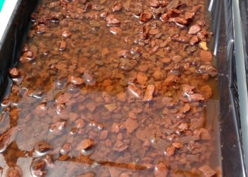 Realizaron un invernadero  hidropónico con “piedras caseras”