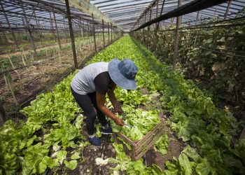 Conmemorarán el Día de la  Mujer Rural en Salto de las Rosas