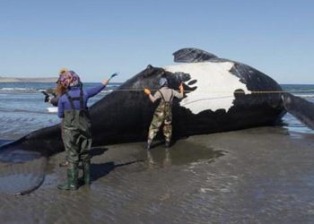 ​Sube a 13 el número de ballenas muertas en el Golfo Nuevo