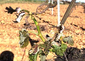 Piden emergencia agropecuaria para los afectados porlas heladas en el sur