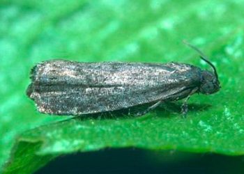 Rige el segundo alerta  para el control de la grafolita en frutales de San Rafael