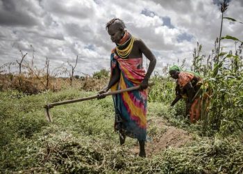La advertencia de FAO: se «agotó» la intensificación de la agricultura mundial
