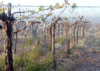 Quiénes son los más perjudicados por el clima extremo que afecta al campo y provoca pérdidas millonarias en todo el país: La situación de la provincia de Mendoza