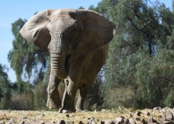 A un mes de la muerte de Pocha, peligra el viaje de Kenya y Tamy a Brasil