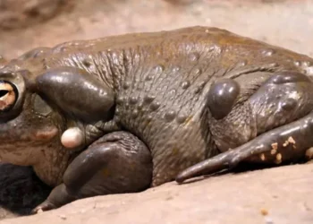 Insólito: Advierten a los turistas no “lamer” una especie de sapo que genera efectos psicodélicos