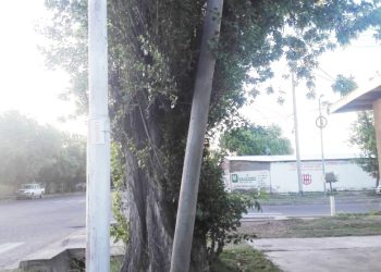 Una vecina pide desde hace dos años que talen un árbol que  causa daños y ahora se le sumó un poste con riesgo de caerse