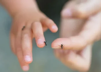 Así funcionan estos dedos robóticos que permiten interactuar con insectos