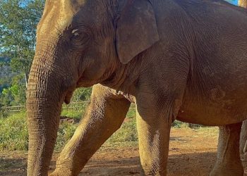 Autopsia de Pocha: el Santuario dice que «las cosas fueron más complejas de lo esperado»